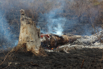 Afrikanischer Busch - Krügerpark - Buschfeuer / African Bush - Kruger Park - Bushfire /