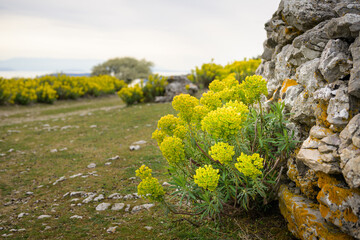 Mediterranean spurges on the side of an old road
