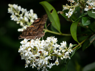Polygonia c-album butterfly feeding on white flower