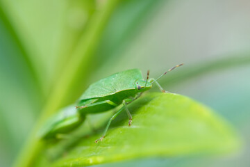 Closeup of two adult green shield bugs sitting on a green leaf