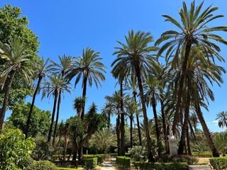 Fototapeta premium Palm trees in Villa Bonnano public park in Palermo, Sicily