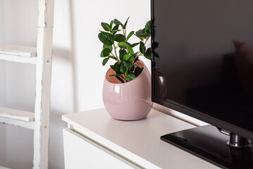 modern pink vase with a plant on the white dresser with tv. minimalist interior decoration