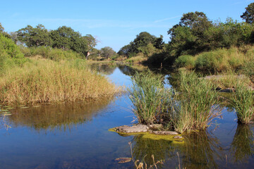 Afrikanischer Busch - Krügerpark - N`wanetsi River / African Bush - Kruger Park - N`wanetsi River /