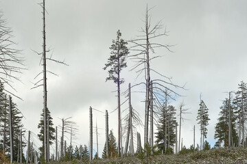 Winter view of the old burned mountain forest in Oregon