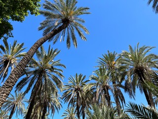 Palm trees in Villa Bonnano public park in Palermo, Sicily