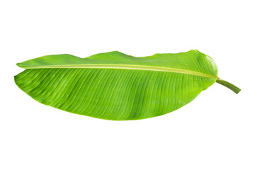 Obraz premium Green banana leaf isolated on transparent background - PNG format.