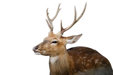 Spotted deer or chitals portrait on white background with clipping path. Wildlife and animal photo