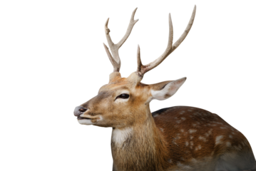 Spotted deer or chitals portrait on white background with clipping path. Wildlife and animal photo