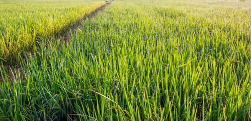 Fototapeta premium Green rice fields or plots of rice fields in the morning.