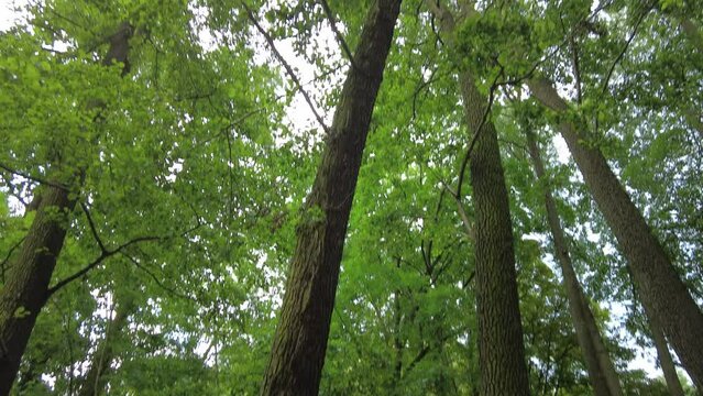 Trees taken in summer. Bark, trunks and leaves of green trees