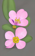 pink lotus flower on black
