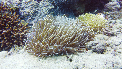 Naklejka na ściany i meble An Anemone on tropical coral reef. Underwater world diving and snorkeling on coral reef. Hard and soft corals underwater landscape