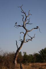 Afrikanischer Busch / African Bush /