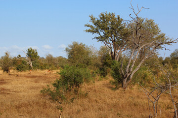 Fototapeta na wymiar Krüger Park - Afrikanischer Busch / Kruger Park - African bush /