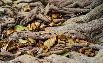 Roots of a tree surrounded by leaf