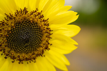 Close Up of a back illuminated sunflower with many details.