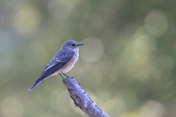 Spotted Flycatcher Muscicapa striata perched in close view