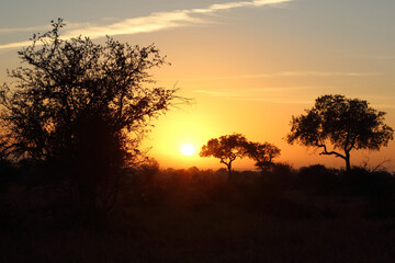 Fototapeta premium Sonnenaufgang - Krüger Park Südafrika / Sunrise - Kruger Park South Africa /