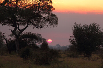Sonnenaufgang - Krüger Park Südafrika / Sunrise - Kruger Park South Africa /