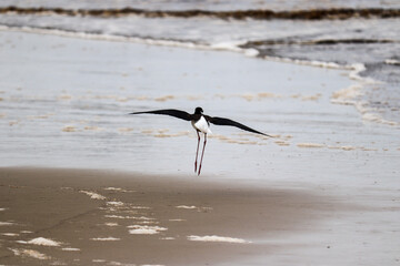 Photograph of a White-backed stilt. The bird was found on the beach of Atlântida, in Rio Grande do Sul, Brazil.