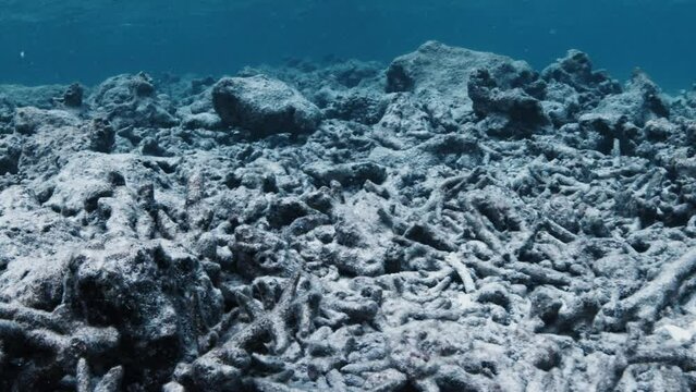 Dead coral reef in tropical sea. Underwater view of the lifeless coral reef in the Maldives