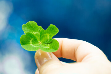 Four-leaf clover in a woman's hand, close-up, selective focus.
