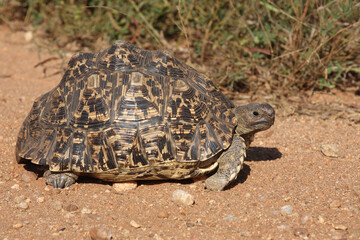 Leopardenschildkröte / Leopard tortoise / Geochelone pardalis