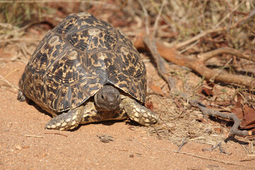 Leopardenschildkröte / Leopard tortoise / Geochelone pardalis
