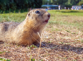 Profile portrait of the gopher on the lawn. Close-up, selective focus.