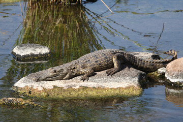 Nilkrokodil / Nile crocodile / Crocodylus niloticus