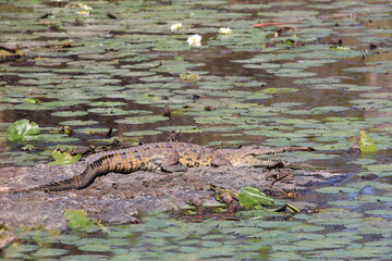 Nilkrokodil / Nile crocodile / Crocodylus niloticus