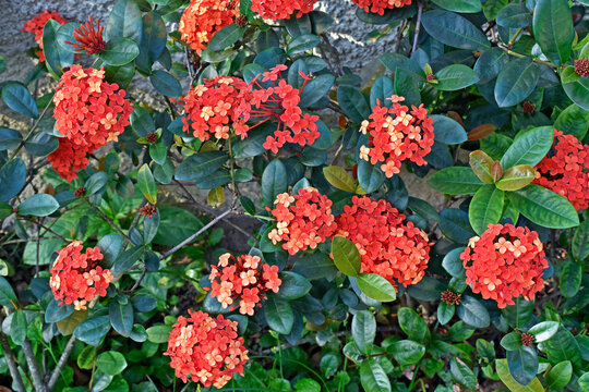 Jungle geranium or flame of the woods (Ixora coccinea) on garden