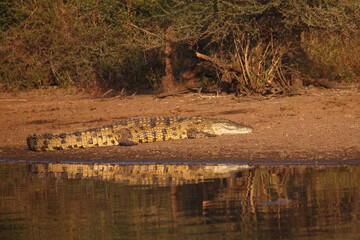 Nilkrokodil / Nile crocodile / Crocodylus niloticus