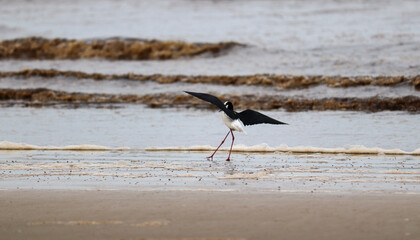 Photograph of a White-backed stilt. The bird was found on the beach of Atlântida, in Rio Grande do Sul, Brazil.