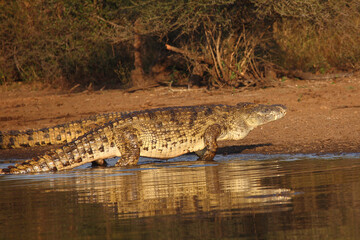 Nilkrokodil / Nile crocodile / Crocodylus niloticus