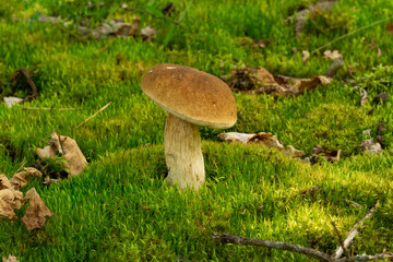 Boletus edulis is edible mushroom. Pporcini on moss in forest. Healthy and delicates food