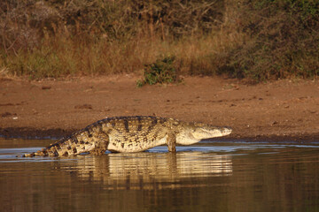 Nilkrokodil / Nile crocodile / Crocodylus niloticus