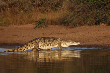 Nilkrokodil / Nile crocodile / Crocodylus niloticus