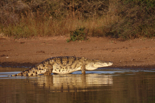 Nilkrokodil / Nile crocodile / Crocodylus niloticus