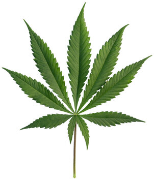 Isolated Marijuana Leaf on Transparent Background