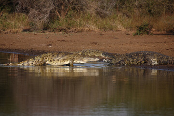 Nilkrokodil / Nile crocodile / Crocodylus niloticus