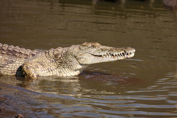 Nilkrokodil / Nile crocodile / Crocodylus niloticus