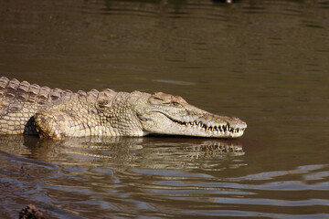 Nilkrokodil / Nile crocodile / Crocodylus niloticus