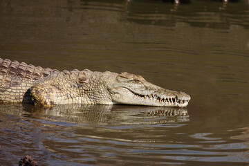 Nilkrokodil / Nile crocodile / Crocodylus niloticus