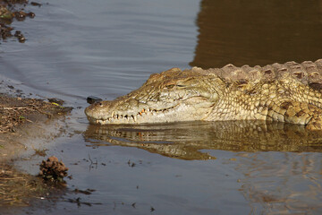 Nilkrokodil / Nile crocodile / Crocodylus niloticus