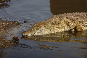 Nilkrokodil / Nile crocodile / Crocodylus niloticus