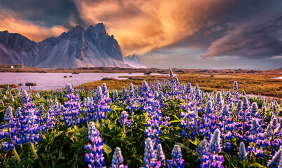 Sunny landscape of Iceland. Gorgeous view on Stokksnes cape and Vestrahorn Mountain with flowers on...