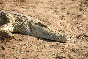 Nilkrokodil / Nile crocodile / Crocodylus niloticus