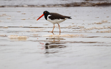 The beauty of American oystercatcher found in Xangri-lá in Rio Grande do Sul, Brazil.