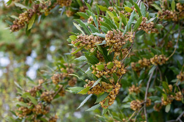Laurus nobilis, Grecian laurel or sweet true laurel is an aromatic evergreen tree or large shrub...